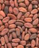 AgroCriso Cacao / Cocoa Beans