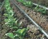 drip Irrigation line, drip irrigation tape