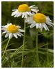 Sell Chamomile Extract Matricaria chamonilla