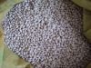 Sell japanese type white kidney beans