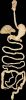 The alimentary system