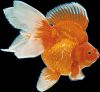 Sell TROPICAL FISH