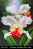 Sell flower painting, 100% handmade painting