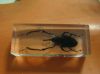 whole ornaments, decoration, artwares insect artwares on easybuy8, com