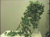 Sell Silk flowers- IVY