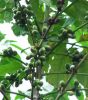 Cacao (Cocoa) Seed Extract