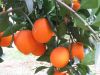 Sell Navel Orange