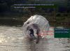 Sell New Type water ball