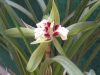 Cymbidium Boat Orchids