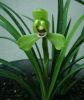 Cymbidium Boat Orchids (China Plants base)