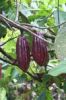Sell Cocoa Seed Extract
